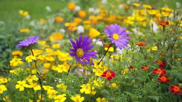 Helianthemum Aster alpinus swaying in the wind — Stock Video