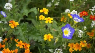 helianthemum Aster alpinus cyanus veronica çiçek.