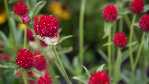 Rode klaver bloem zwaaiend in de wind — Stockvideo