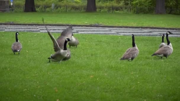 Гуси пасуться на траві — стокове відео