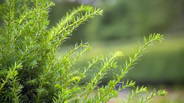 Kieferngrüner Zweig auf grünem Hintergrund — Stockvideo