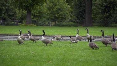 Kaz çim üzerinde otlatma
