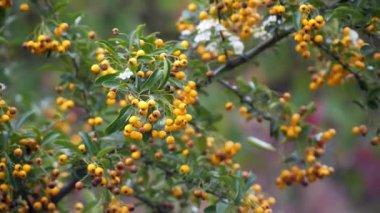 Sorbus aucuparia, rosacea Zeytingiller ağaç marmelat