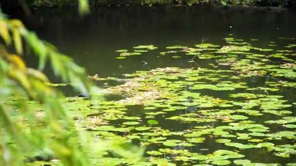 美丽的大鸭子在池塘, 湖。芦苇和睡莲 — 图库视频影像