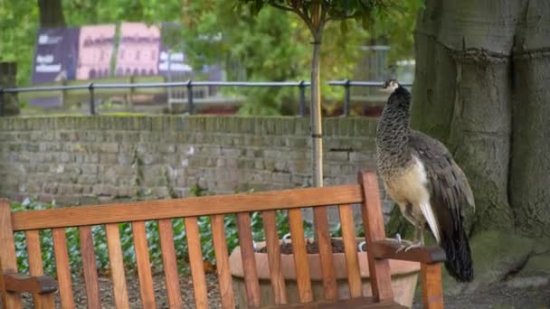 Påfågel sitter på bänken — Stockvideo