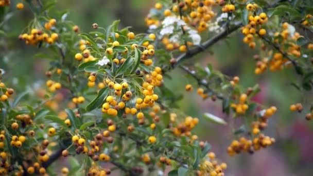 Sorbus aucuparia, rosacea oleaceae mermelada de árbol — Vídeo de stock