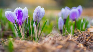 Erken Bahar mevsiminde bitkisi çiçeği