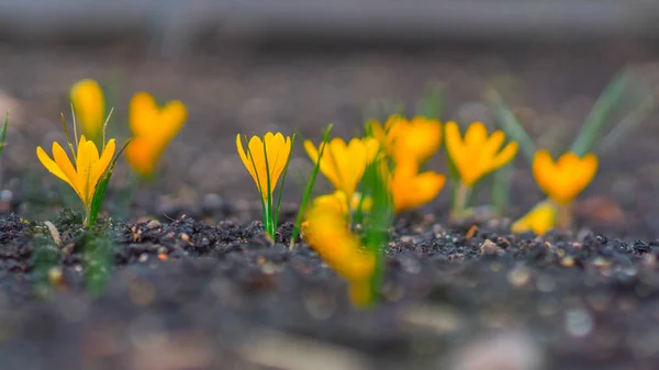 Yellow crocus spring flowers — Stock Photo, Image