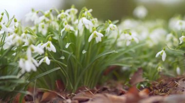 Elwess kardelen veya büyük kardelen çiçekli bahar çayırda.
