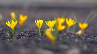 Sarı çiğdemler esintiyle titriyor