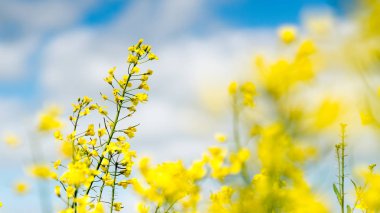 kolza tohumu alan arka plan sarı. Alan bahar parlak sarı kolza tohumu.