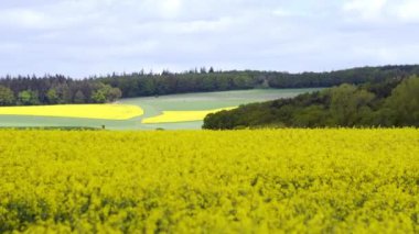 Sarı yağ çekirdeği tecavüz tarlası Mavi gökyüzünün altında güneşli