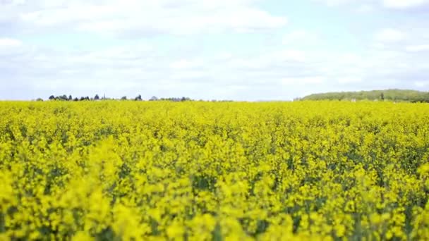 Жовте поле зґвалтування олійних культур під блакитним небом з сонцем — стокове відео