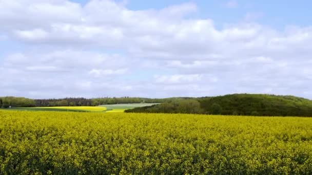 Champ de colza jaune sous le ciel bleu avec soleil