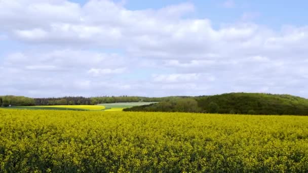 Campo amarillo de colza oleaginosa bajo el cielo azul con sol — Vídeos de Stock