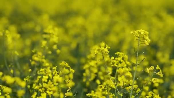 Gelbes Rapsfeld Hintergrund. Feld leuchtend gelber Raps im Frühling. — Stockvideo