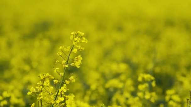 Желтый рапсовый фон поля. Поле ярко-желтого рапса весной . — стоковое видео
