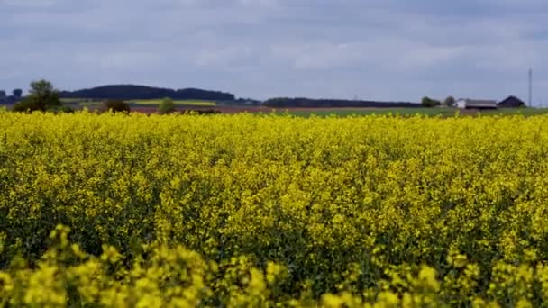 Champ de colza jaune sous le ciel bleu avec soleil