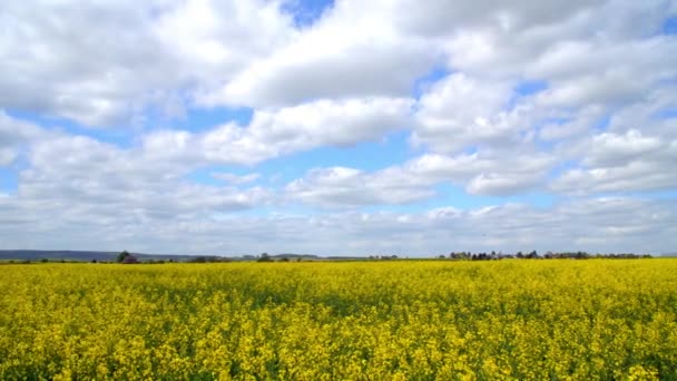 Campo amarillo de colza oleaginosa bajo el cielo azul con sol — Vídeo de stock