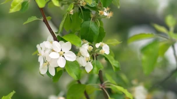 Beautiful blooming apple trees in spring park close up — Stock Video