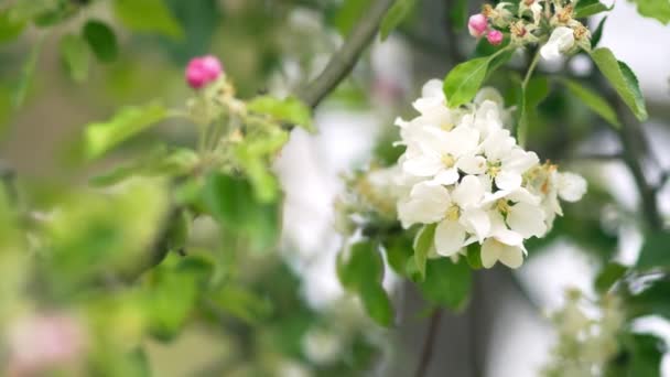 Krásné rozkvetlé jabloně na jaře parku zblízka — Stock video