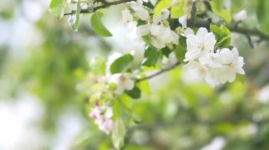 Güzel çiçek açan elma ağaçlarının bahar Parkı yakın çekim