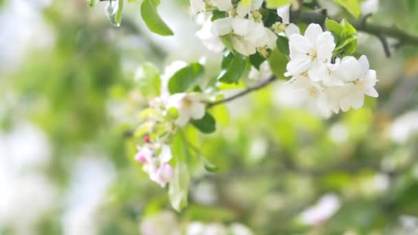 Beaux pommiers en fleurs dans le parc de printemps gros plan — Video