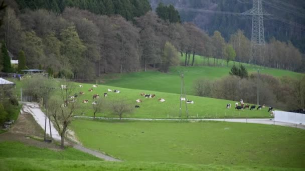 Vacas pastam em um belo prado — Vídeo de Stock