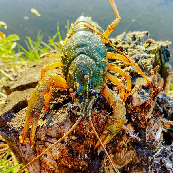 Crayfish sits on a stump — Stock Photo, Image