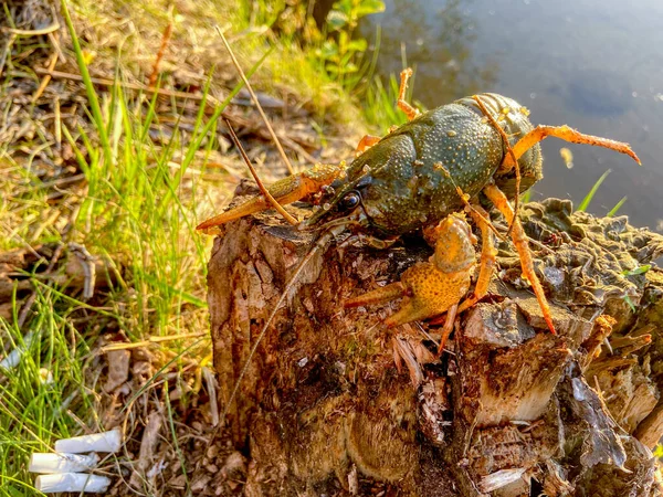 Kerevit kütüğün üzerinde oturur.