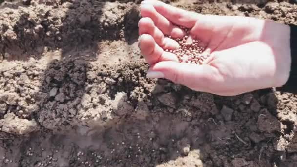 Seeds fall into the ground, plant radishes — Stock Video