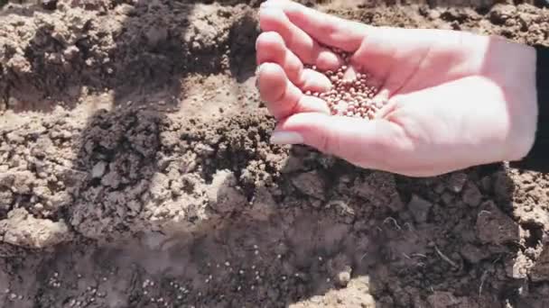 Sementes caem no chão, rabanetes de plantas — Vídeo de Stock