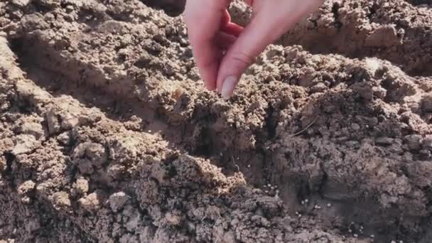 Graines tombent dans le sol, plantent des radis — Video
