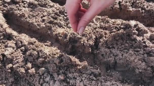 Graines tombent dans le sol, plantent des radis — Video