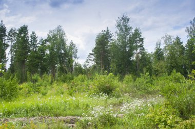 Ormanda güneşli bir yaz günü