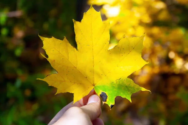 Gelbes leuchtend farbiges Blatt in der Hand des Menschen. Herbstkonzept — Stockfoto