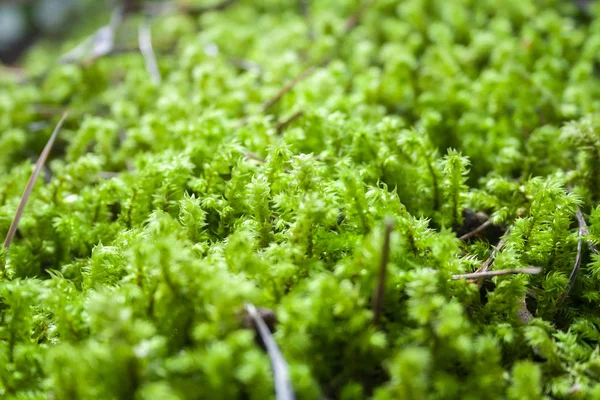 Prachtig gedetailleerd groen mos — Stockfoto