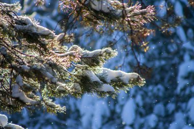 Yemyeşil köknar dalları