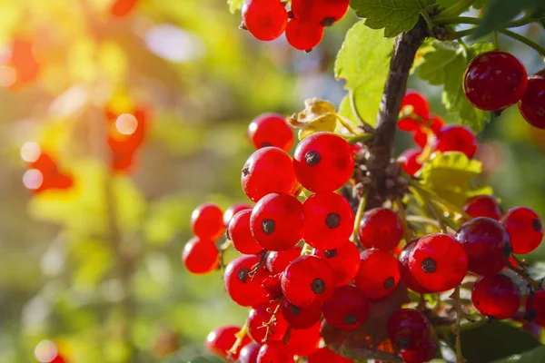 Ribes rosso maturo e succoso sul ramo verde — Foto Stock