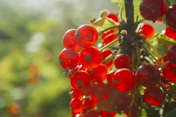 Ribes rosso maturo e succoso sul ramo verde — Foto Stock