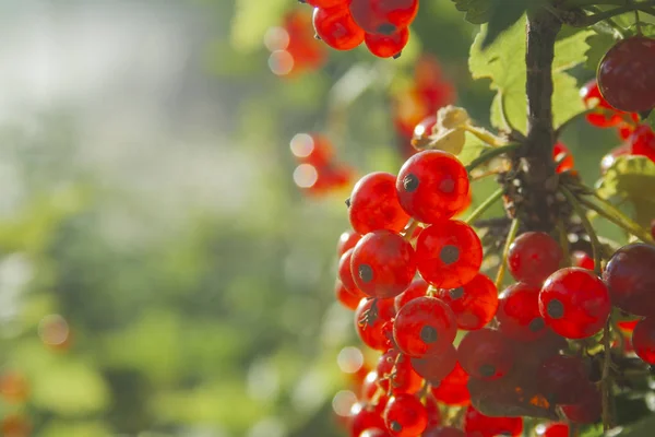 Ribes rosso maturo e succoso sul ramo verde — Foto Stock