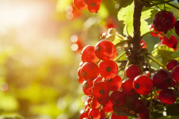 Ribes rosso maturo e succoso sul ramo verde — Foto Stock