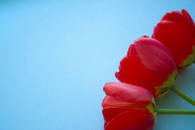 Güzel kırmızı laleler 2020 model mavi arka plan ve telif alanı. Kutlama, anneler günü için kartpostal şablonu, kadınlar günü, sevgililer günü, tonlama