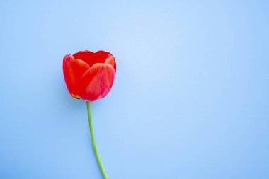 Moda olan 2020 model mavi arka planda güzel bir kırmızı lale manzarası var. Kutlama, anneler günü için kartpostal şablonu, kadınlar günü, sevgililer günü