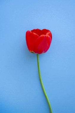 Moda 2020 mavi arka planda güzel kırmızı laleler üst görünümü kapatın. Kutlama, anneler günü için kartpostal şablonu, kadınlar günü, sevgililer günü. Dikey