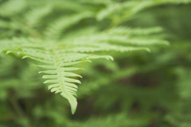 Güzel eğrelti otu yaprakları doğal çiçek arka plan yaprakları. Mükemmel eğrelti otu desen makro. Genç yeşil eğrelti otu yapraklarıgüzel arka plan. Kal rengi