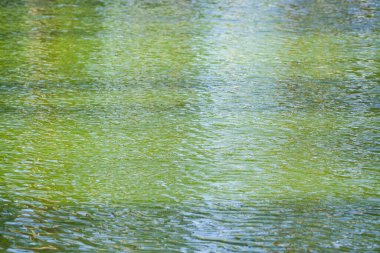 Dalgalanan yeşil su dokusu ve ağaçların yansımaları. Nehir yüzeyi arkaplan deseni