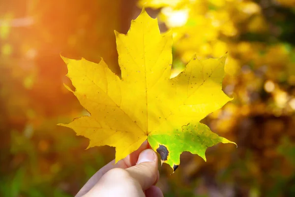 Gelbes Leuchtend Farbiges Blatt Der Hand Des Menschen Herbstkonzept — Stockfoto