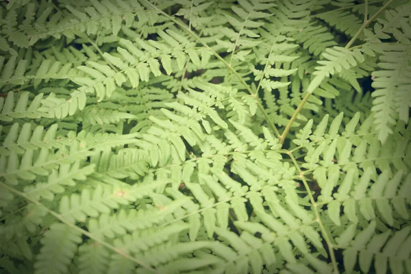 Mooie Fern Bladeren Gebladerte Natuurlijke Bloemen Achtergrond Perfecte Fern Patroon — Stockfoto