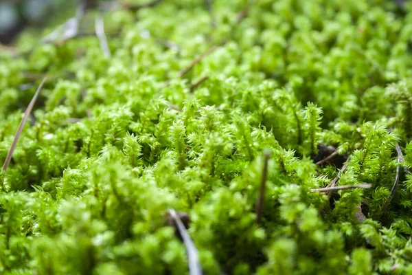 Schöne Detaillierte Grüne Moos Wald Makroaufnahme Aus Nächster Nähe Wildpflanzen — Stockfoto